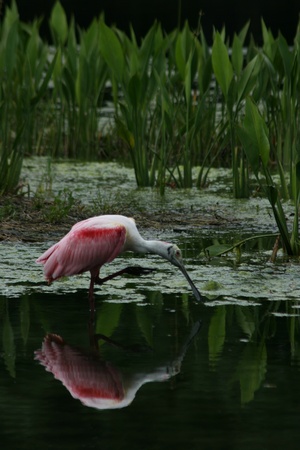 Roseate Spoonbillの写真素材