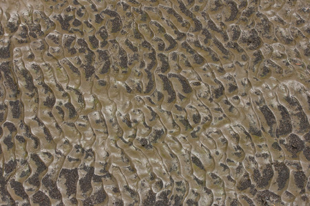 the brown mud from mangrove forest