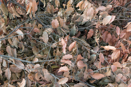 the pile of brown dry leavesの写真素材