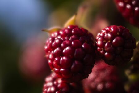 berry BlackBerry ripe and unripe on the branches of a Bush in sunlight macro shooting background...
