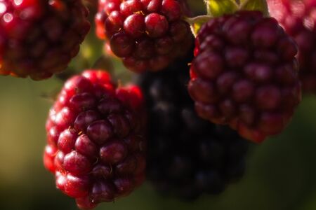 berry BlackBerry ripe and unripe on the branches of a Bush in sunlight macro shooting background...