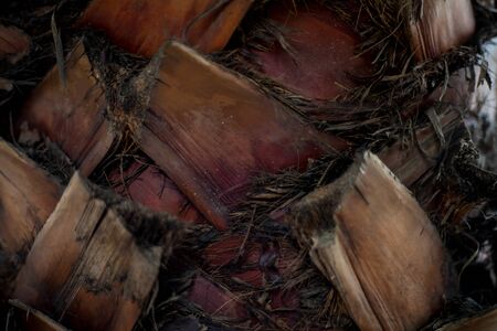 palm tree bark background texture . tree palm treeの写真素材