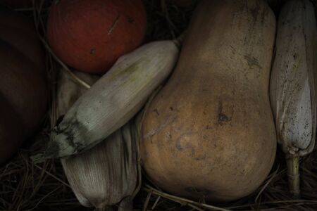pumpkins of different shapes and colors along with corn are in a wooden box lined with hay ears of corn in the hay. pumpkins lying in the hay orange and red pumpkins in the hayの写真素材