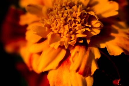 flowers marigolds orange in macro background texture Wallpaperの写真素材