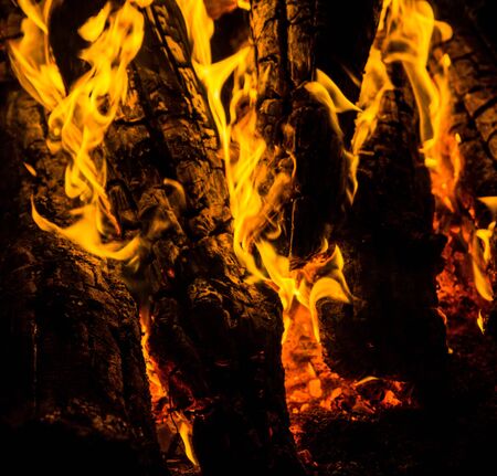bright orange languages of a fire on wooden logs at night. wood on fire. bonfire at night. campfire. beautiful flame on black background. fire on black background. burning wood . beautiful fire texture. the texture of the campfireの写真素材