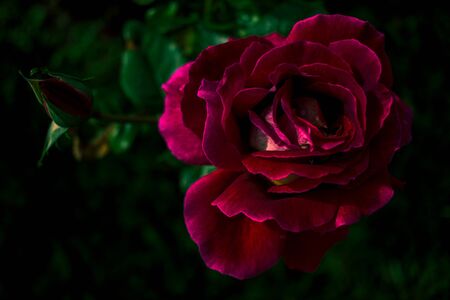 bright red Burgundy rose on a branch on a background of green rose petals. macro photography beautiful flowers background textureの写真素材