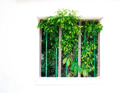 green foliage in the barred window of the house on a white backgroundの写真素材