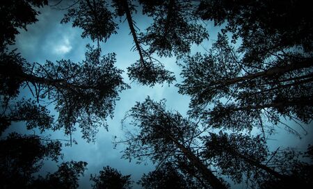 view of the blue-gray evening from under the trees. pine tree crowns . the trunks of pine trees. crowns and trunks of the pine tree .beautiful view of the sky from under the trees background texture screensaver for your desktop. desktop Wallpapers. beautiful picture of trees and skyの写真素材