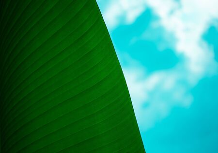 banana tree leaves in macro photography . bright green leaf of banana tree. banana tree leaf veins...