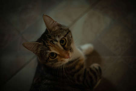 cute cats in the village. they play with each other. sleeping cats. macro photography. photo of...