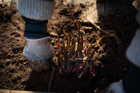 a woman in white gloves is planting a tree on her property. a sapling of a tree. helping nature....