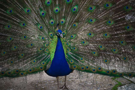 the peacock bird fluffed its tail. a peacock eats from a human hand. big beautiful birdの写真素材