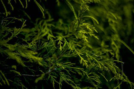 palm leaf in macro on a green background. background texture screensaverの写真素材