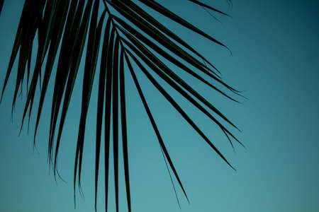 palm branch on a blue background. background texture. beautiful palm tree branch on sky backgroundの写真素材