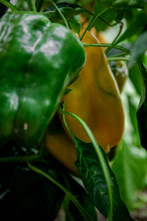 Ripe orange bell pepper on a branch. growing pepper. Gardening.の写真素材