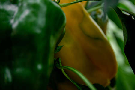 Ripe orange bell pepper on a branch. growing pepper. Gardening.の写真素材