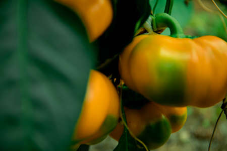 Ripe orange bell pepper on a branch. growing pepper. Gardening.の写真素材