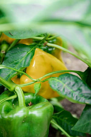Ripe orange bell pepper on a branch. growing pepper. Gardening.の写真素材
