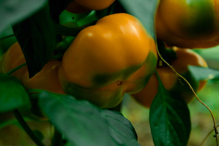 Ripe orange bell pepper on a branch. growing pepper. Gardening.の写真素材