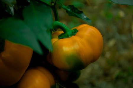 Ripe orange bell pepper on a branch. growing pepper. Gardening.
