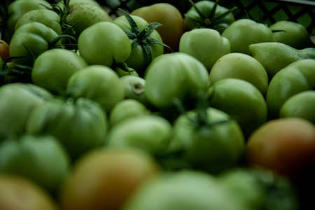 Green tomato (unripe) in wicker basket on wooden background. Unripe green tomato in bowl for fried dish or salted pickled vegetables. Raw green tomato on table for dinnerの写真素材