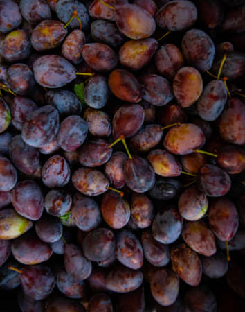 Ripe plums. Plums with a few leaves. Close up of fresh plums, top view. Macro photo food fruit plum....