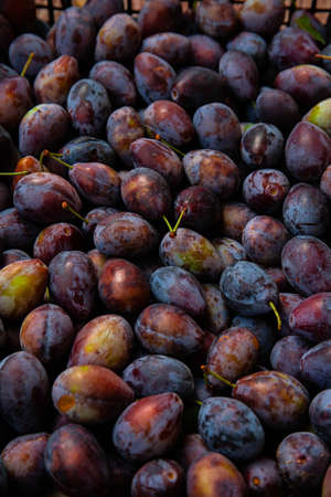 Ripe plums. Plums with a few leaves. Close up of fresh plums, top view. Macro photo food fruit plum. Texture background of fresh blue plums. Image fruit product. D'Agen French prune plum.の写真素材