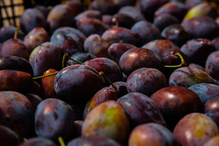 Ripe plums. Plums with a few leaves. Close up of fresh plums, top view. Macro photo food fruit plum. Texture background of fresh blue plums. Image fruit product. D'Agen French prune plum.の写真素材