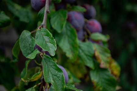 Ripe plums. Plums with a few leaves. Close up of fresh plums, top view. Macro photo food fruit plum. Texture background of fresh blue plums. Image fruit product. D'Agen French prune plum.の写真素材
