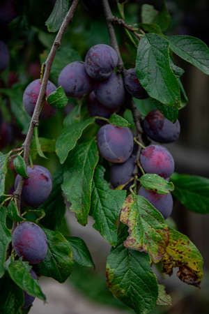 Ripe plums. Plums with a few leaves. Close up of fresh plums, top view. Macro photo food fruit plum. Texture background of fresh blue plums. Image fruit product. D'Agen French prune plum.の写真素材