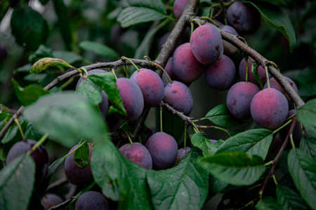 Ripe plums. Plums with a few leaves. Close up of fresh plums, top view. Macro photo food fruit plum. Texture background of fresh blue plums. Image fruit product. D'Agen French prune plum.の写真素材