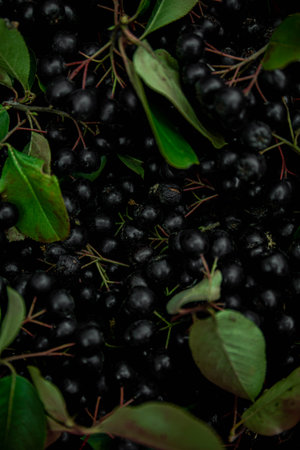 Chokeberry black bunch close upの写真素材