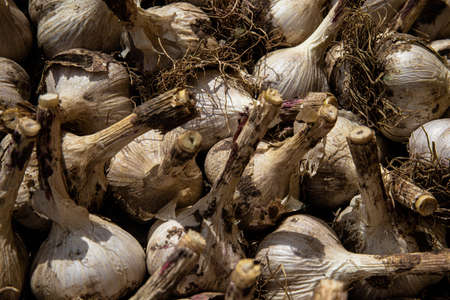 White garlic pile texture. Fresh garlic on the market table close-up photo. Vitamin healthy food image spices. Spicy culinary ingredient picture. A bunch of white garlic headsの写真素材