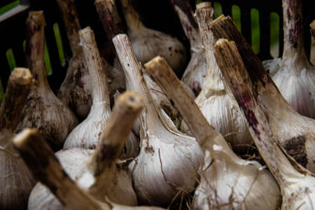 White garlic pile texture. Fresh garlic on the market table close-up photo. Vitamin healthy food image spices. Spicy culinary ingredient picture. A bunch of white garlic headsの写真素材