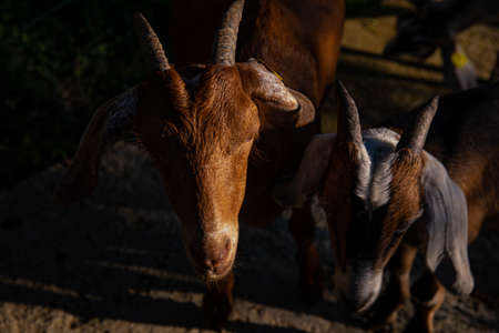 goats on the farm in a mountain village. mountain goats. farming in the mountains. goats in the mountains are natural productsの写真素材