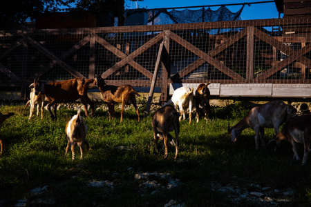 goats on the farm in a mountain village. mountain goats. farming in the mountains. goats in the mountains are natural productsの写真素材