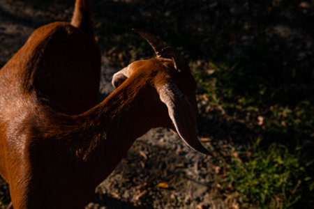 goats on the farm in a mountain village. mountain goats. farming in the mountains. goats in the...