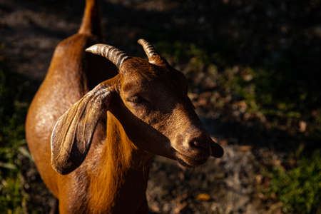 goats on the farm in a mountain village. mountain goats. farming in the mountains. goats in the mountains are natural productsの写真素材