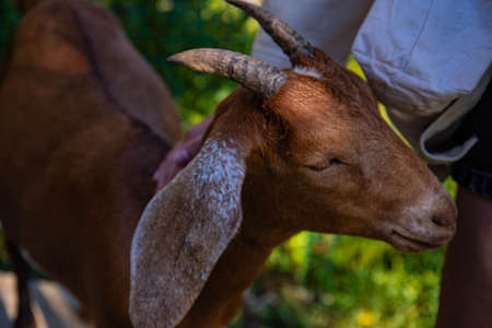 goats on the farm in a mountain village. mountain goats. farming in the mountains. goats in the mountains are natural productsの写真素材