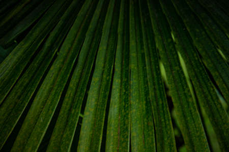 palm leaf in macro on a green background. background texture screensaverの写真素材
