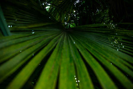 palm leaf in macro on a green background. background texture screensaverの写真素材