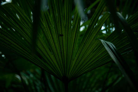 palm leaf in macro on a green background. background texture screensaverの写真素材