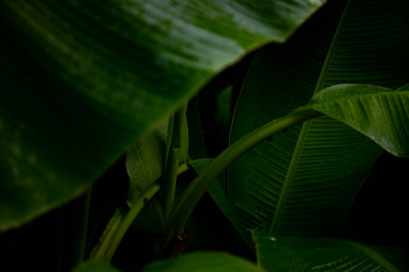 banana leaves. macro shooting of a banana palm leafの写真素材
