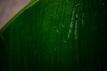 banana leaves. macro shooting of a banana palm leafの写真素材