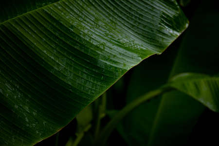 banana leaves. macro shooting of a banana palm leafの写真素材