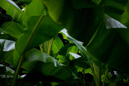 banana leaves. macro shooting of a banana palm leafの写真素材