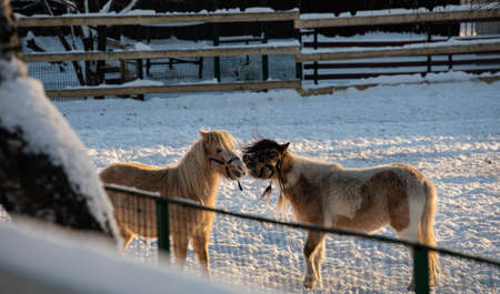 little beautiful ponies run between the trees and in the snow. pony in the snow little horse in the sun animals farm horses pony winter snow sun birchの写真素材