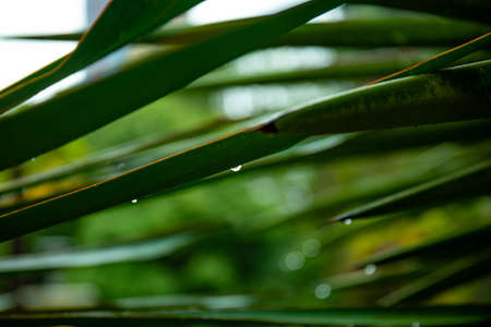 palm leaf in macro on a green background. background texture screensaverの写真素材