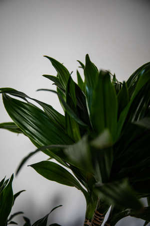 Vintage wooden chest of drawers close-up indoors with flowers and brown wallの写真素材
