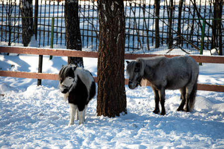 Orshadi's beautiful little ponies are standing in a paddock in the snow. winter nature horses stable small horses in winter in special clothes. sunny dayの写真素材